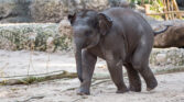 Kaeng Krachan Elefantenpark 010