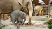 Kaeng Krachan Elefantenpark 012