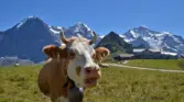 Wengen Tourismus 001