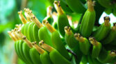 Garten Bananenbluete 1