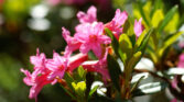 Engelberg Fuerenalp Blumen 001