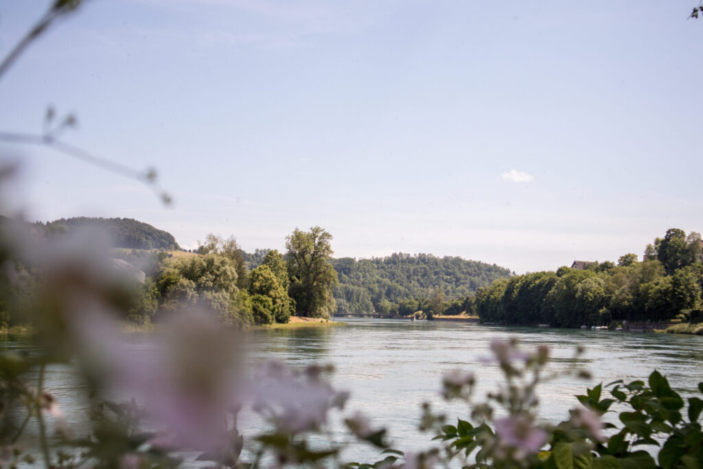 sh rhein blumen unterhalb a4bruecke juni sommer 2