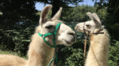 Lama Marthalen