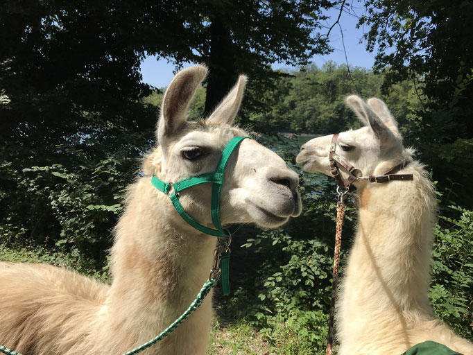 Lama Marthalen