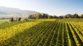 weingut baur bergamirchel