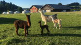 Spycher Lama