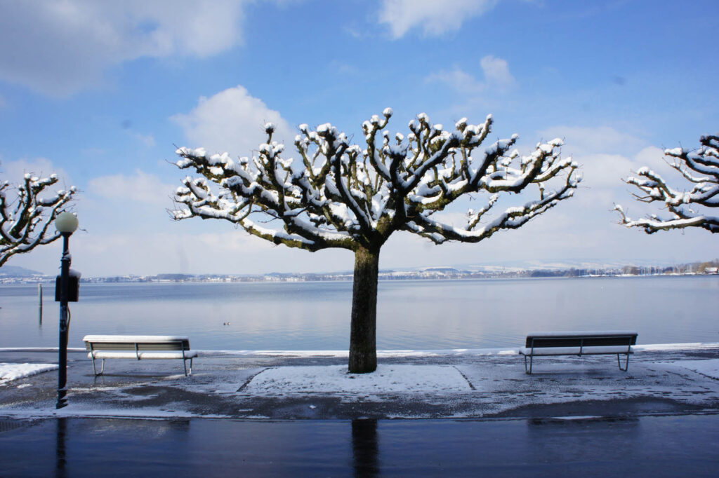 dsc08416 platanan mit schnee kopie 1