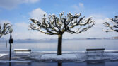 dsc08416 platanan mit schnee kopie 1
