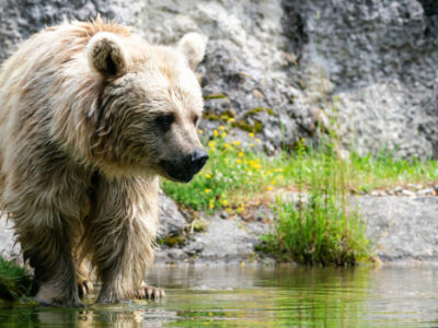 Braunbär badet im Natur- und Tierpark Goldau